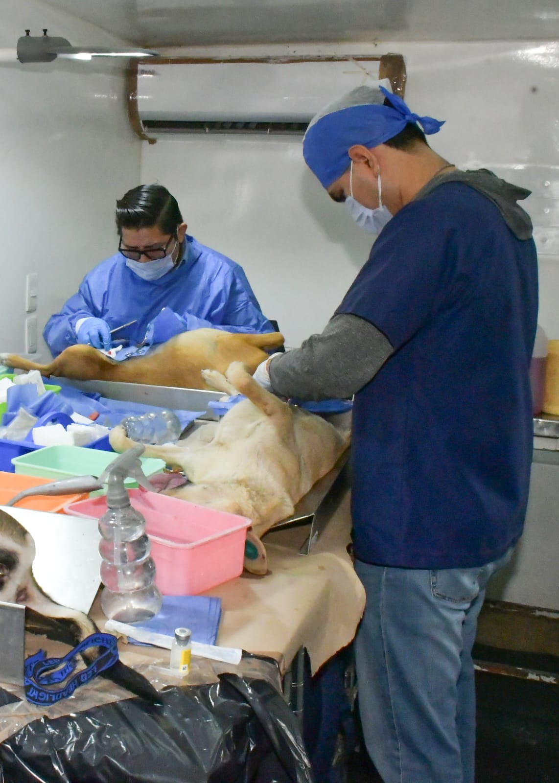 Ayuntamiento ofrece deanera geatuito esterilización y desparasitación  para perros y gatos