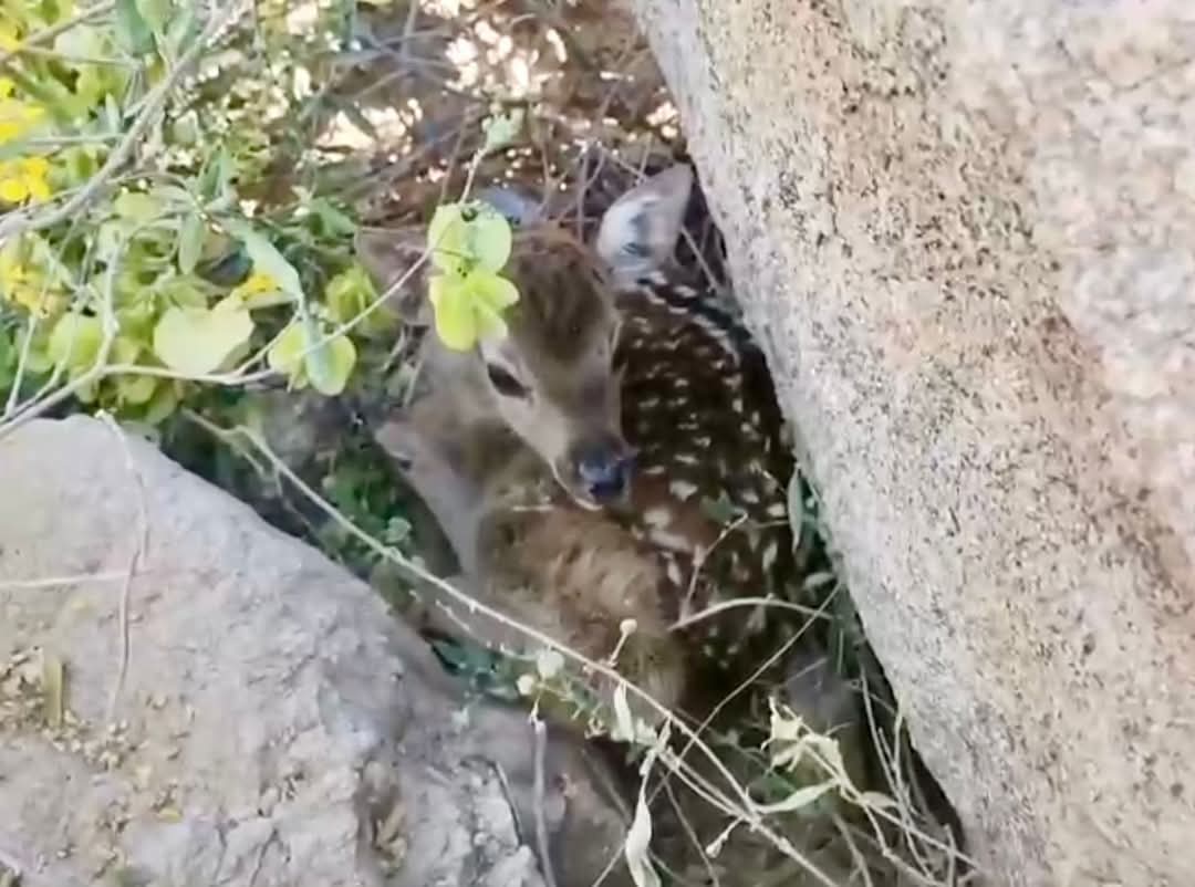El nacimiento de una cría de venado Sika en el Centro Ecológico de Sonora es un evento emocionante y significativo 