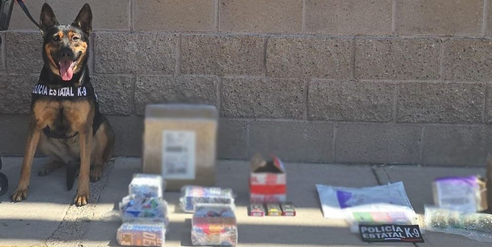 Incautan binomios K-9 de la Policía Estatal narcótico en operativo por Hermosillo Hermosillo 