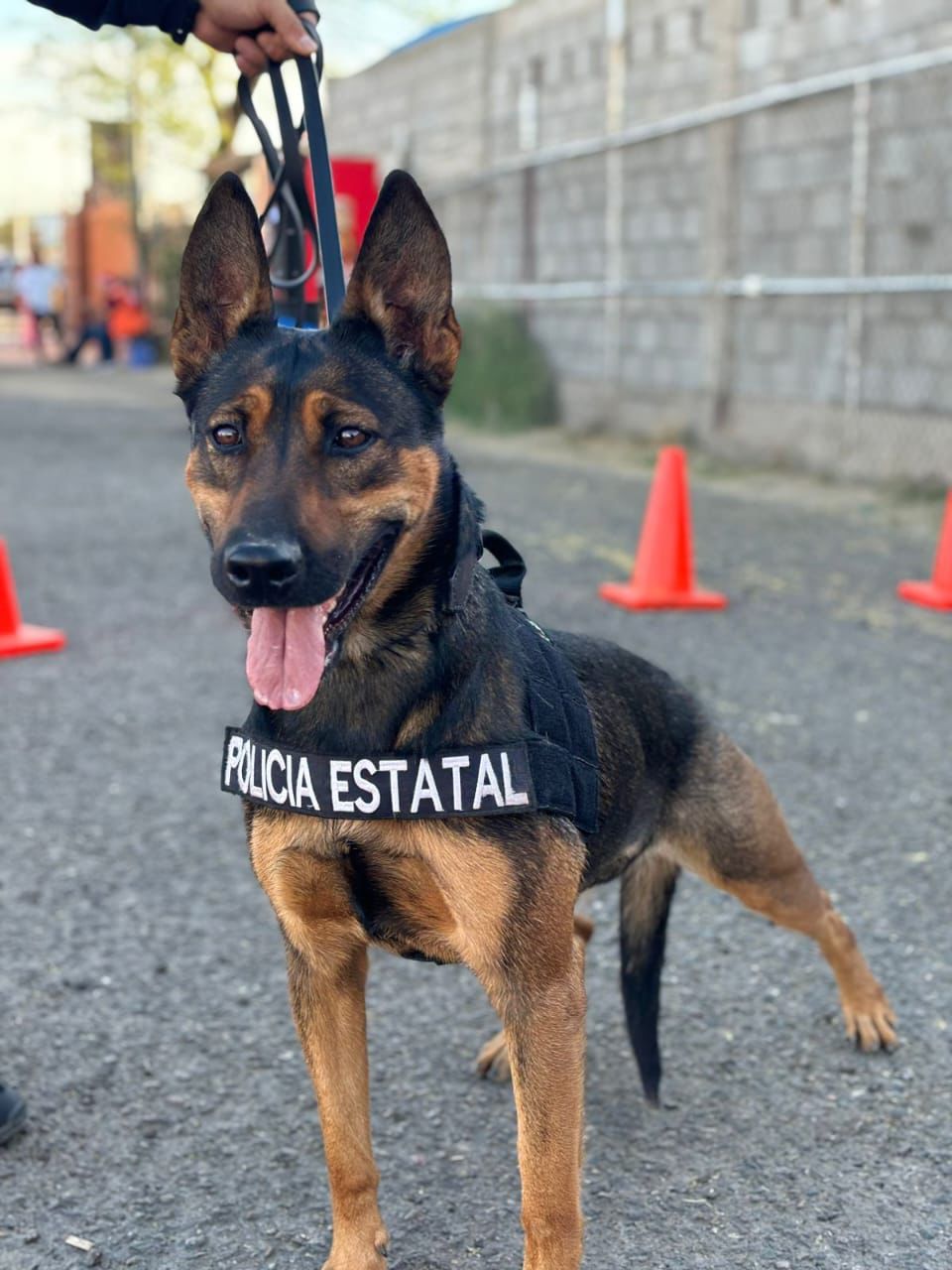 Cuenta Gobierno del Estado con Unidad Especializada K-9