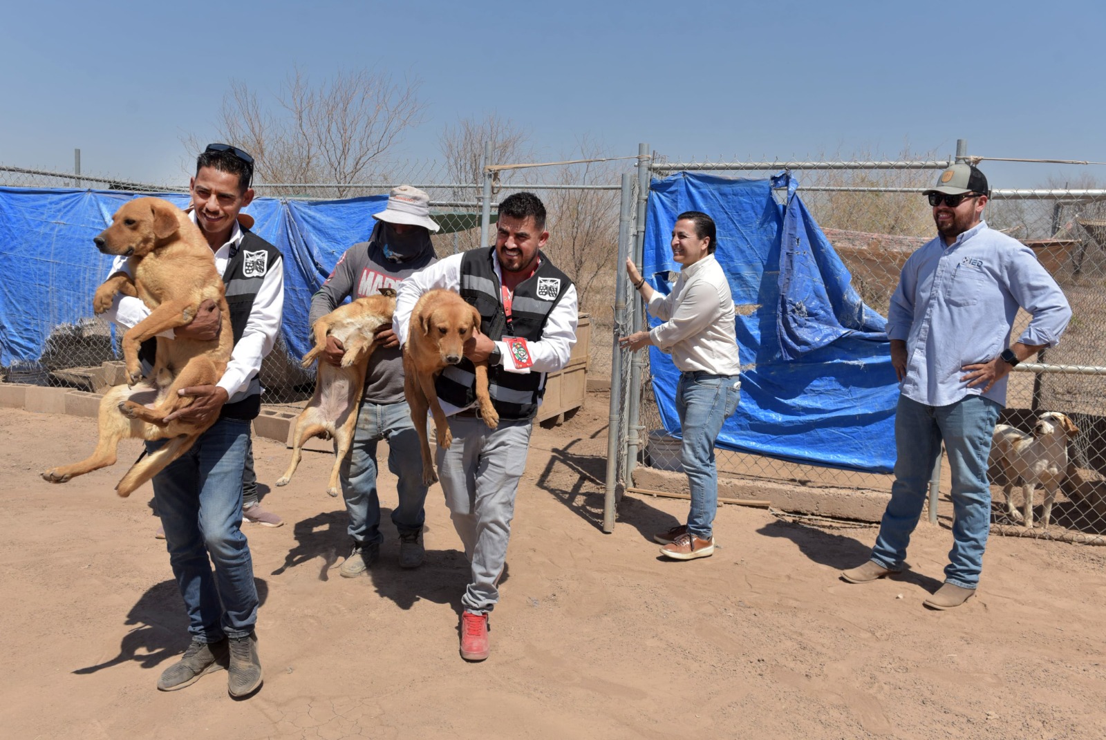 Trasladan a más de 40 perros rescatados al albergue "Vida con Causa" por el Instituto Municipal de Protección y Bienestar Animal de Hermosillo 